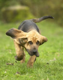 Vivid at 12 weeks